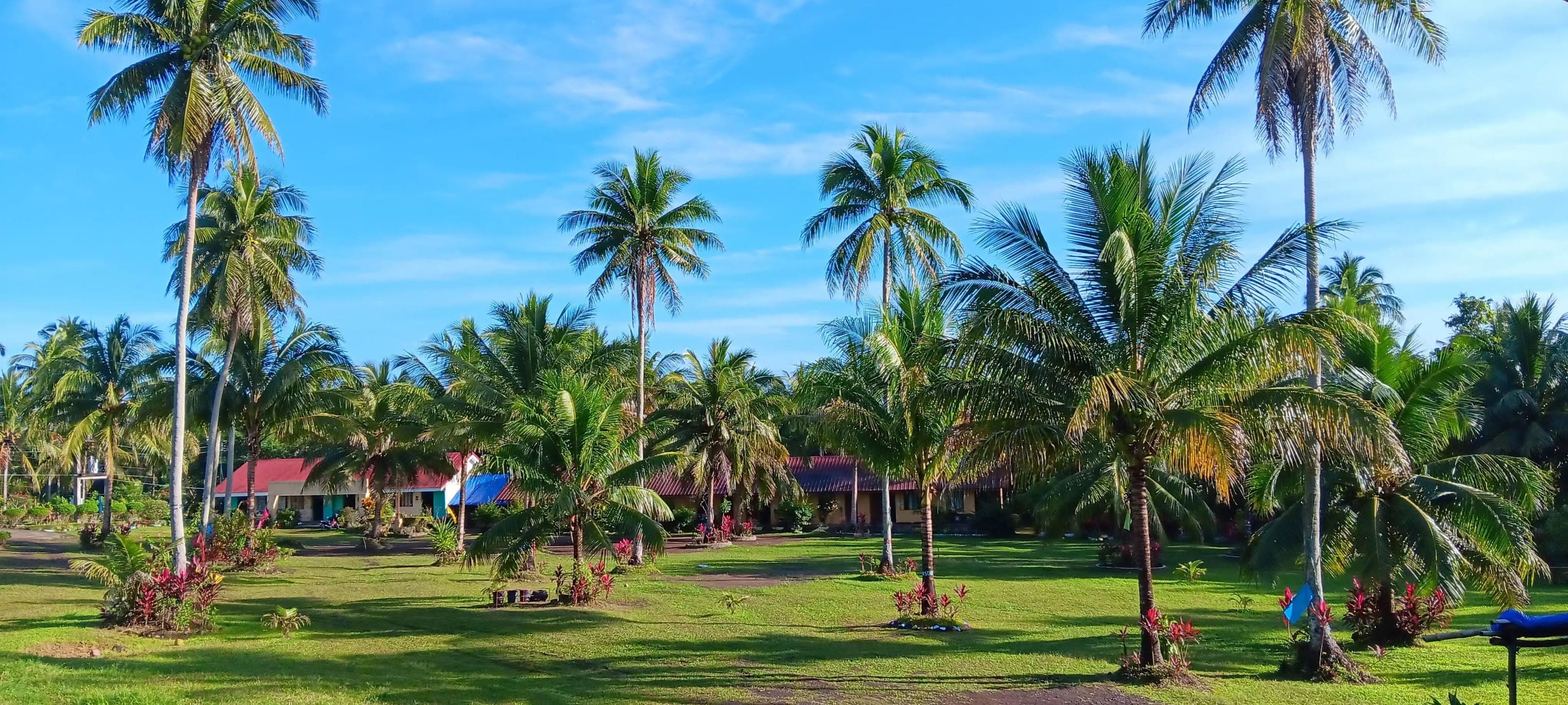 Coconut palms and classroom buildings across the Goa Science High School grounds
